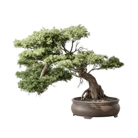 Indoor Plant Bonsai Plant